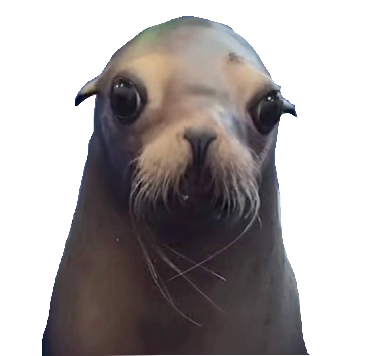 Sea Dog (commonly mislabeled as Sea Lion)