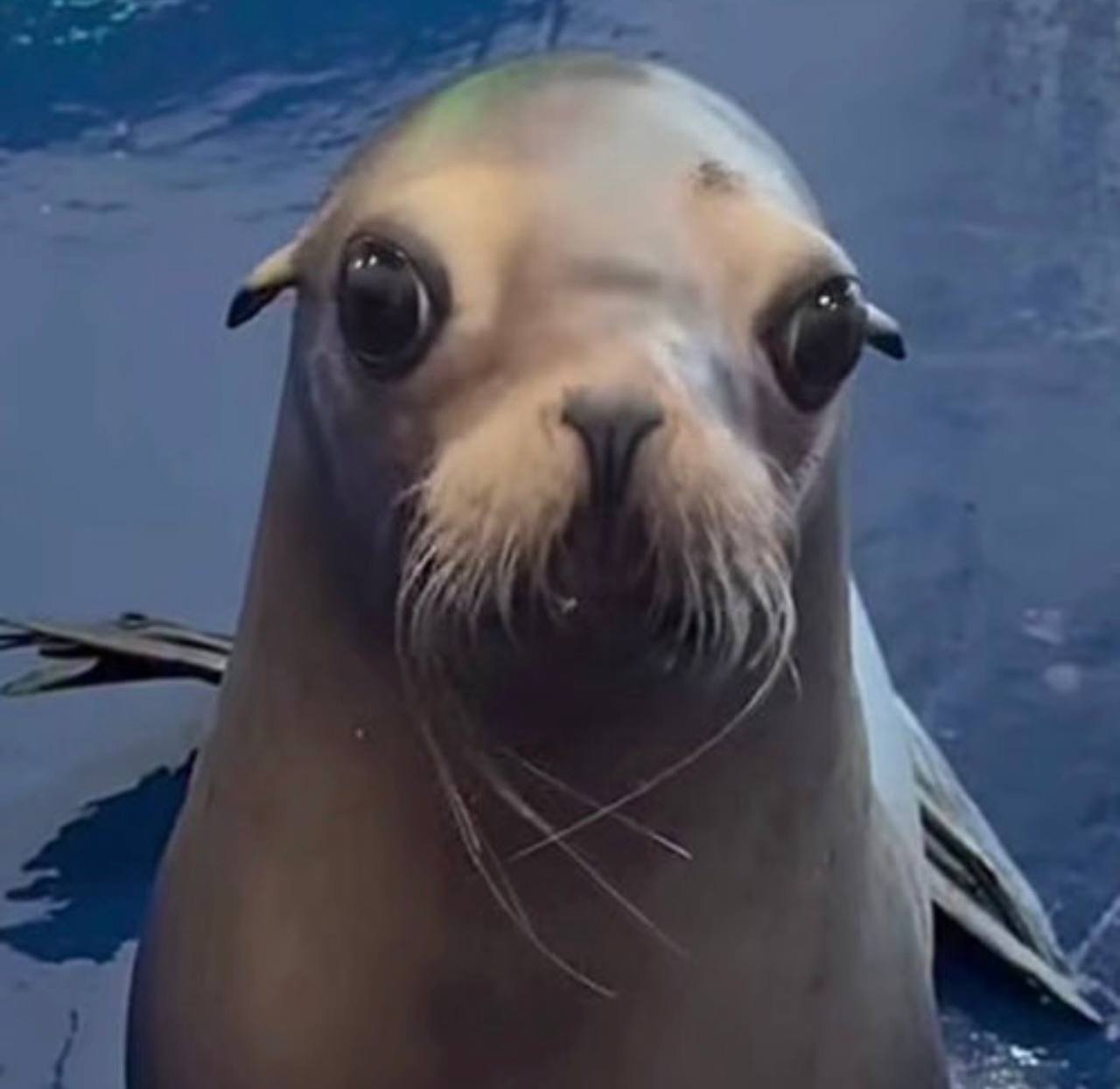 Sea dog close-up face