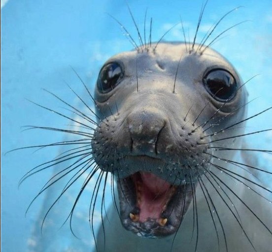 Sea dog with mouth open